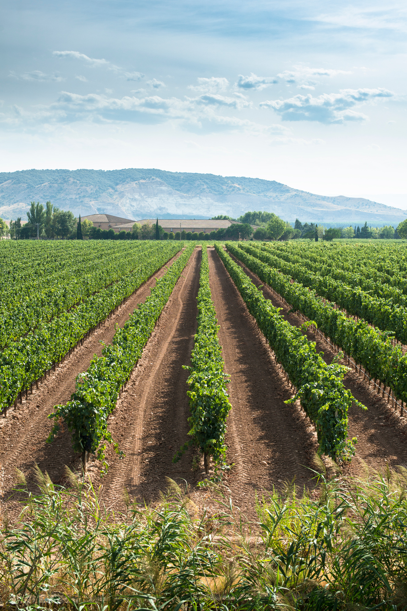 Vineyards and winery