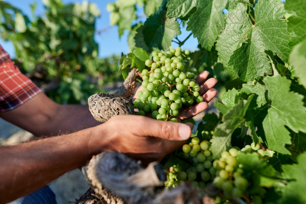 Winemaker holding a bunch of grapes in vineyard during harvest